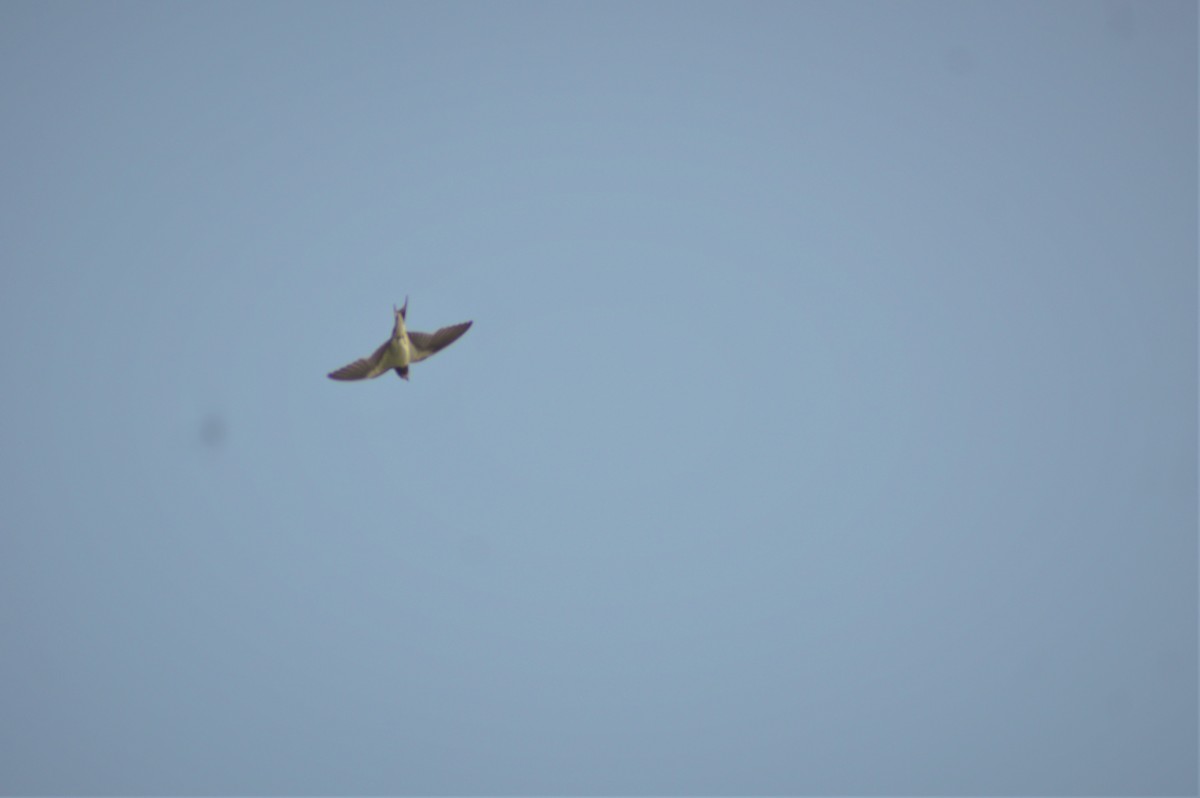 Ластівка сільська - ML645831261