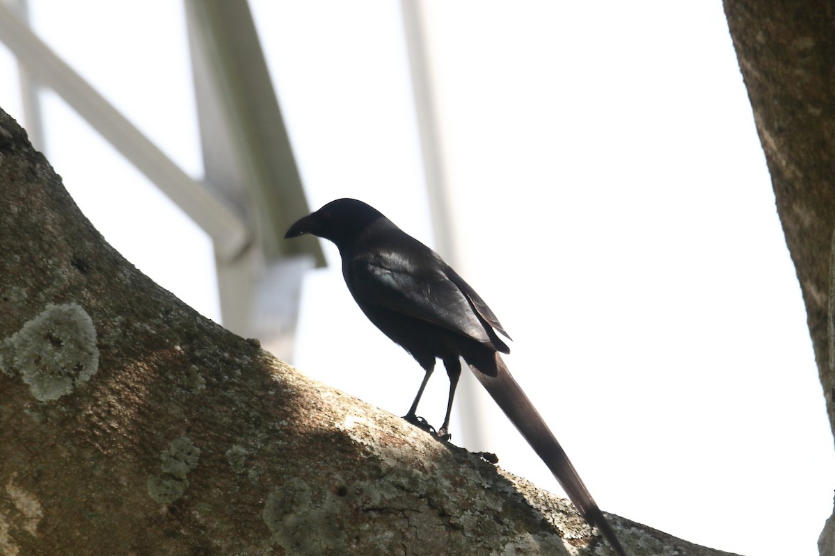 straka ostroocasá - ML645831262