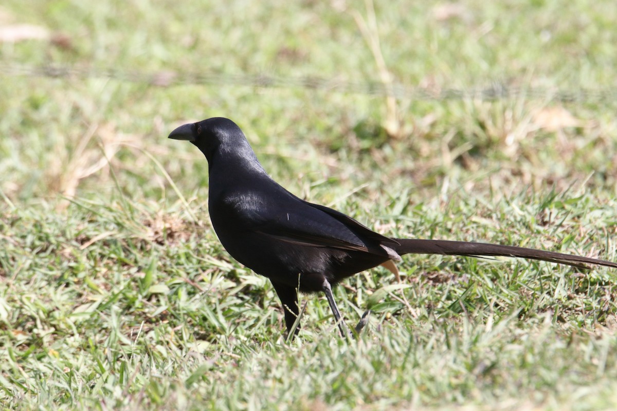 straka ostroocasá - ML645831263