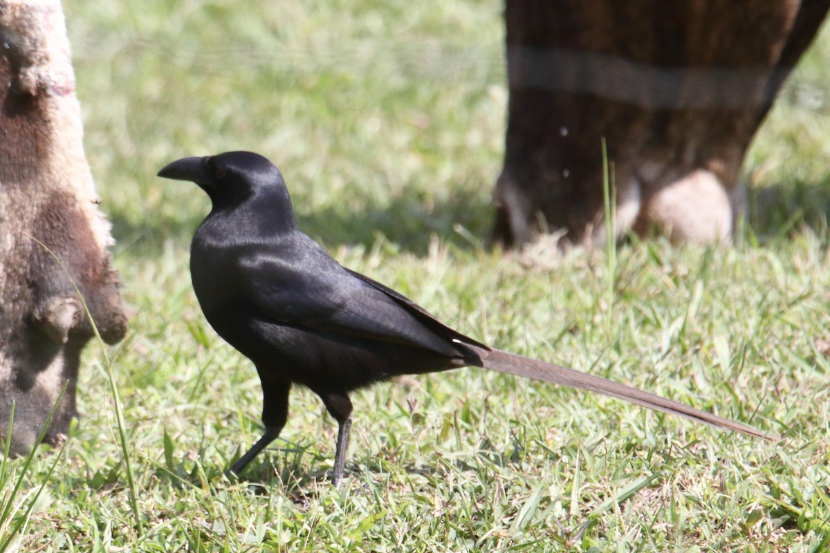 straka ostroocasá - ML645831264