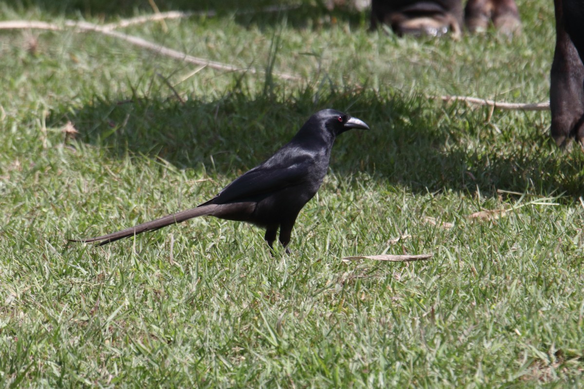 straka ostroocasá - ML645831265