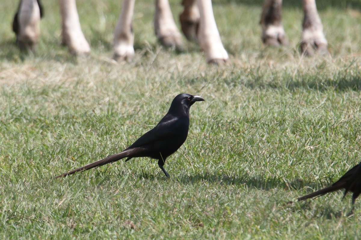 straka ostroocasá - ML645831266