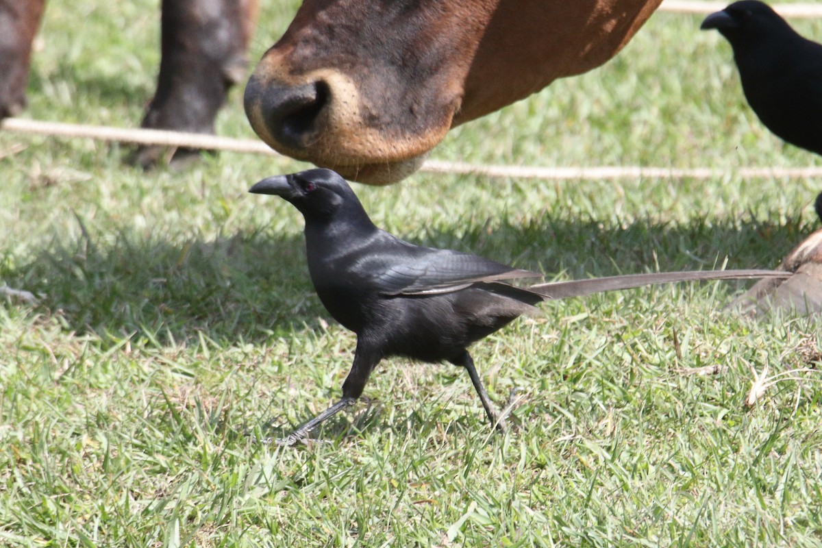 straka ostroocasá - ML645831267