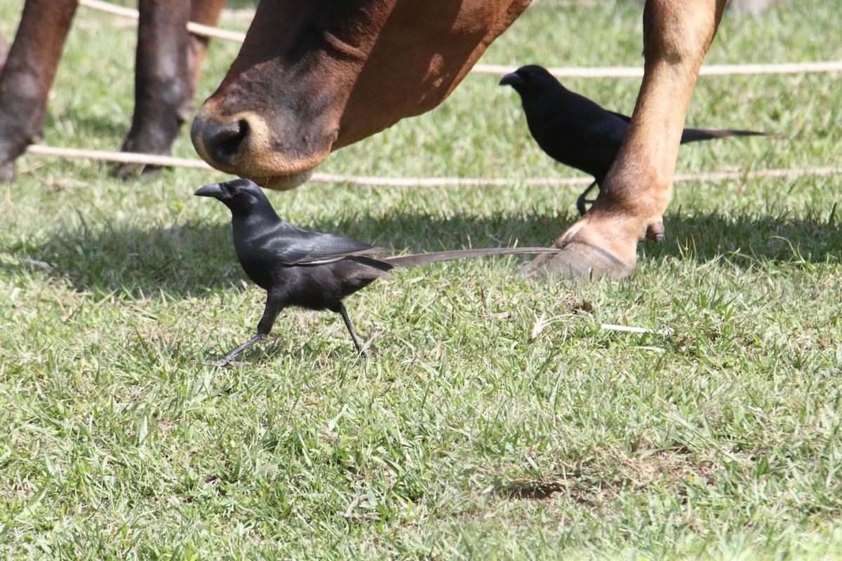 straka ostroocasá - ML645831268