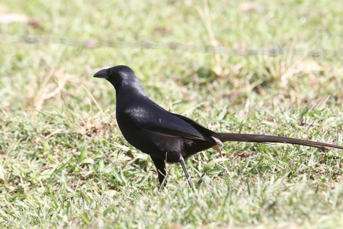 Piapiak Kargası - ML645831270