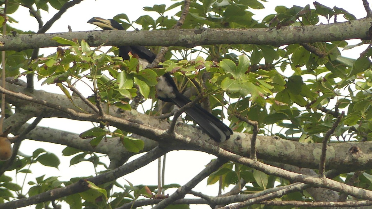 Batı Afrika Alaca Boynuzgagası - ML645831275