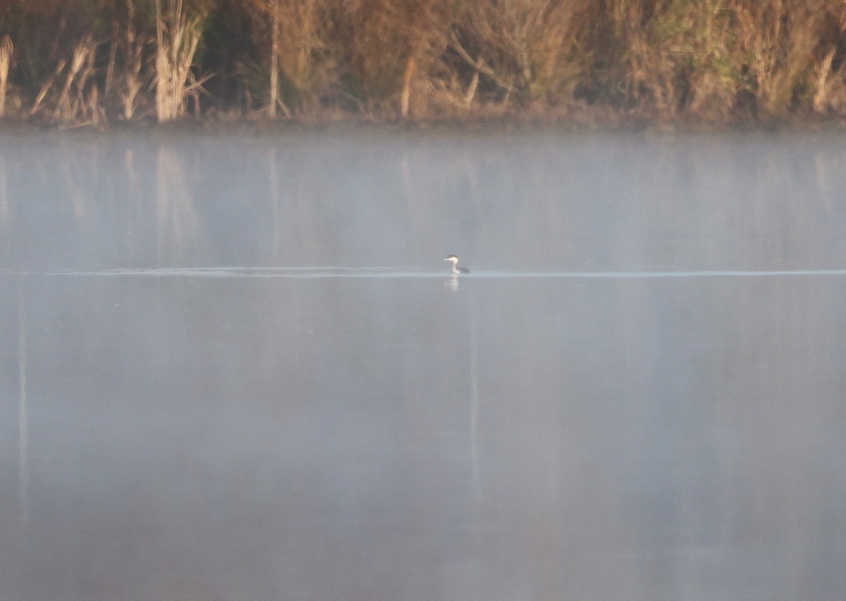 Kulaklı Batağan - ML645831276