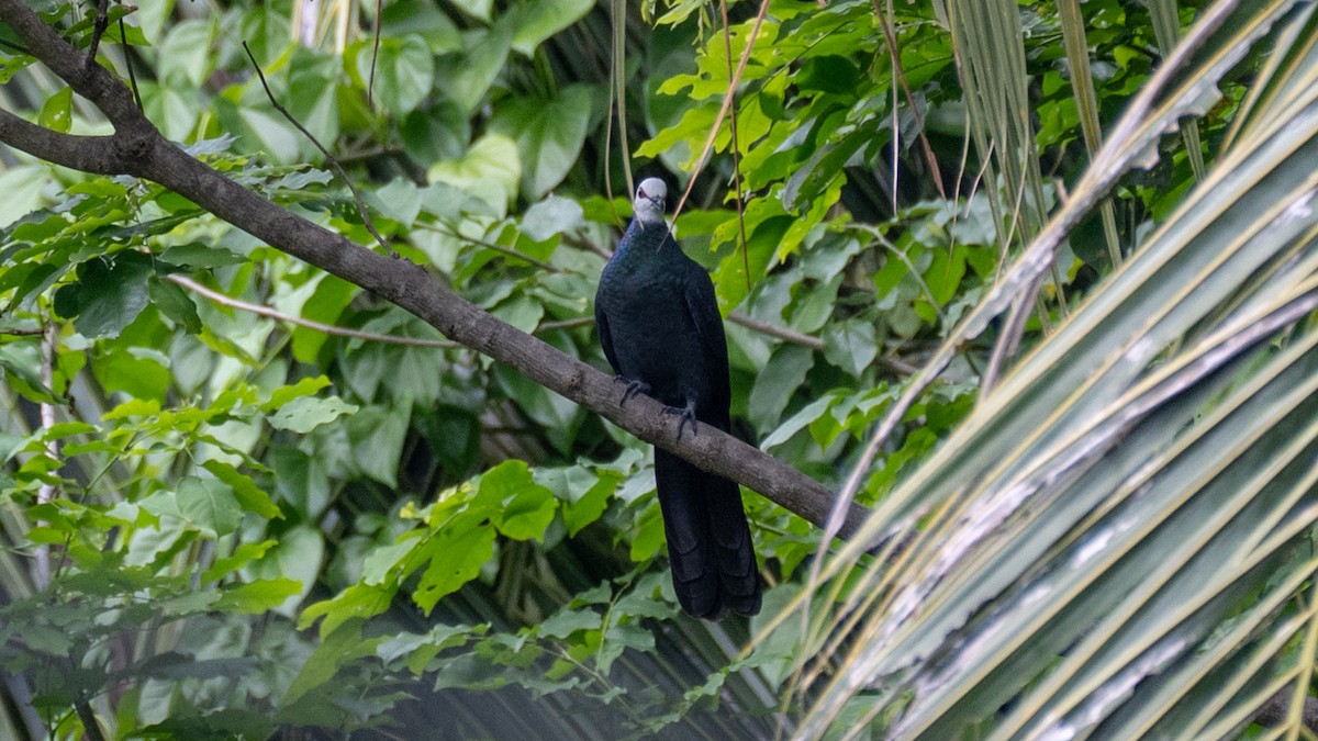 Ak Yüzlü Guguk Kumrusu - ML645831277