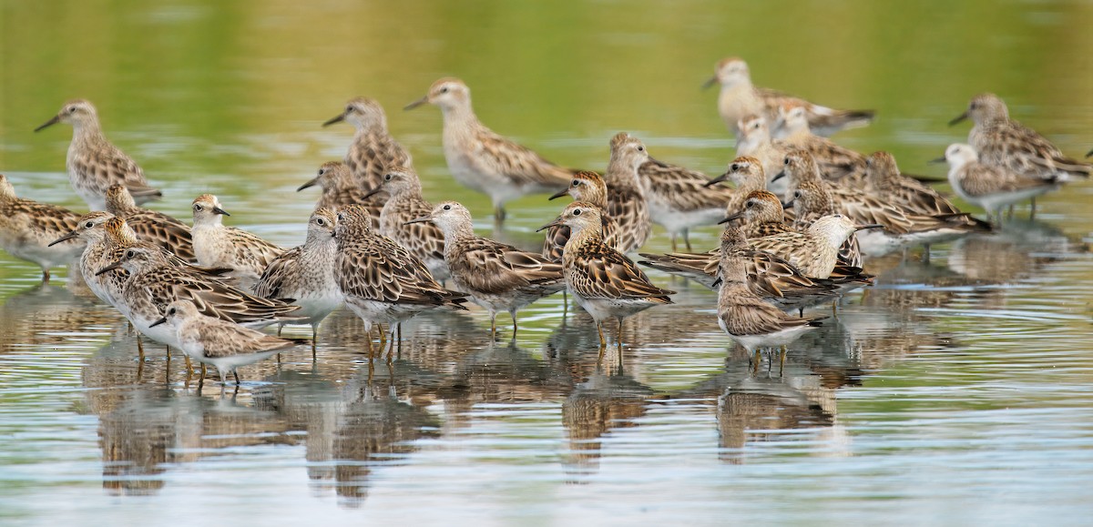 Kıl Kuyruklu Kumkuşu - ML645831278