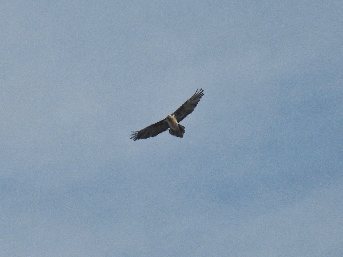 Sakallı Akbaba - ML645831279