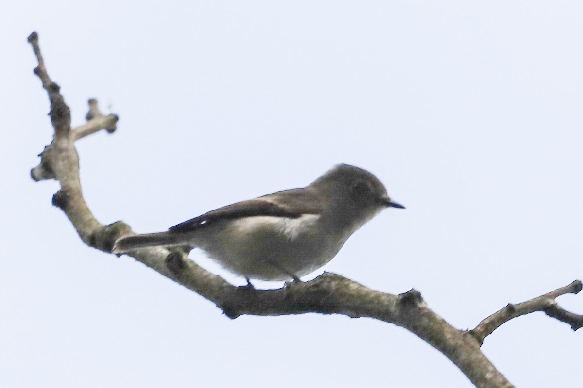 Küçük Alaca Sinekkapan - ML645831281