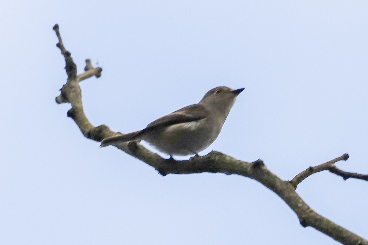 Küçük Alaca Sinekkapan - ML645831282