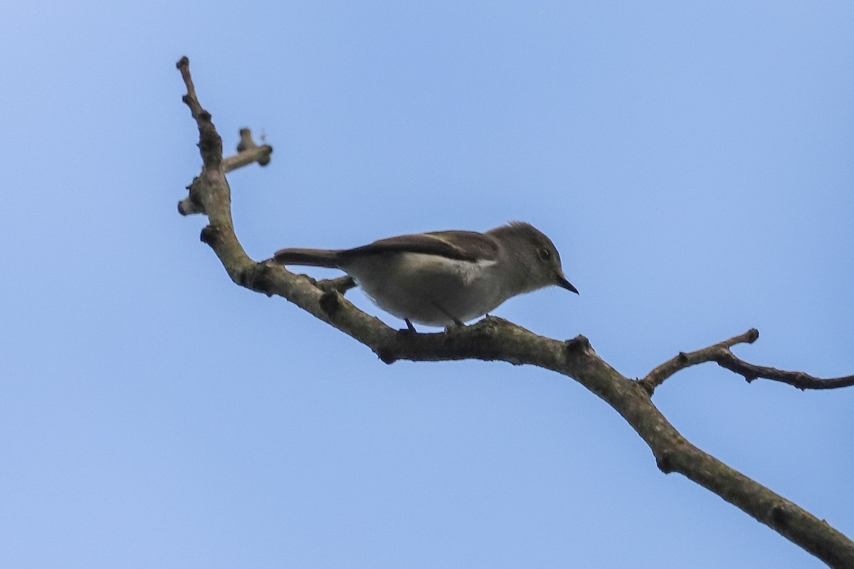 Küçük Alaca Sinekkapan - ML645831283