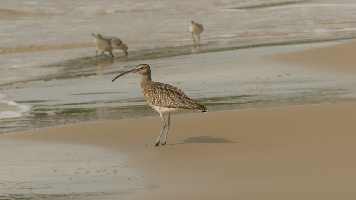 Sürmeli Kervançulluğu - ML645831284