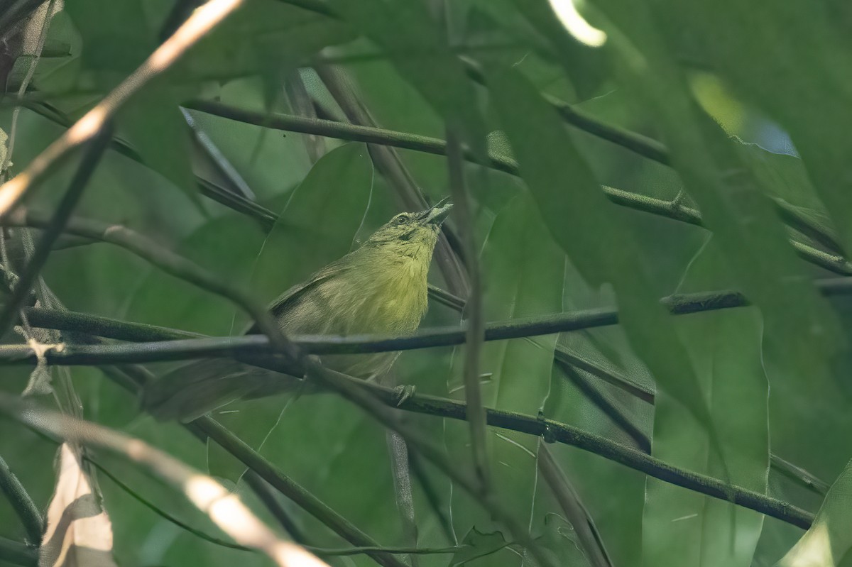 İnce Çizgili Timalya - ML645831285