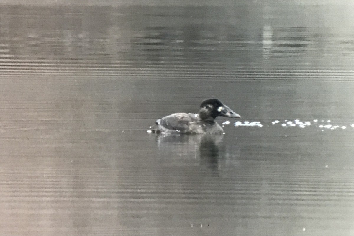 Yamalı Ördek - ML645831288