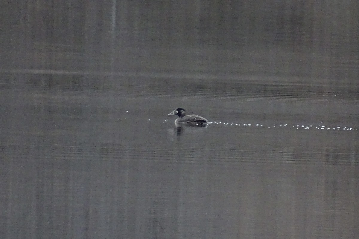 Yamalı Ördek - ML645831289