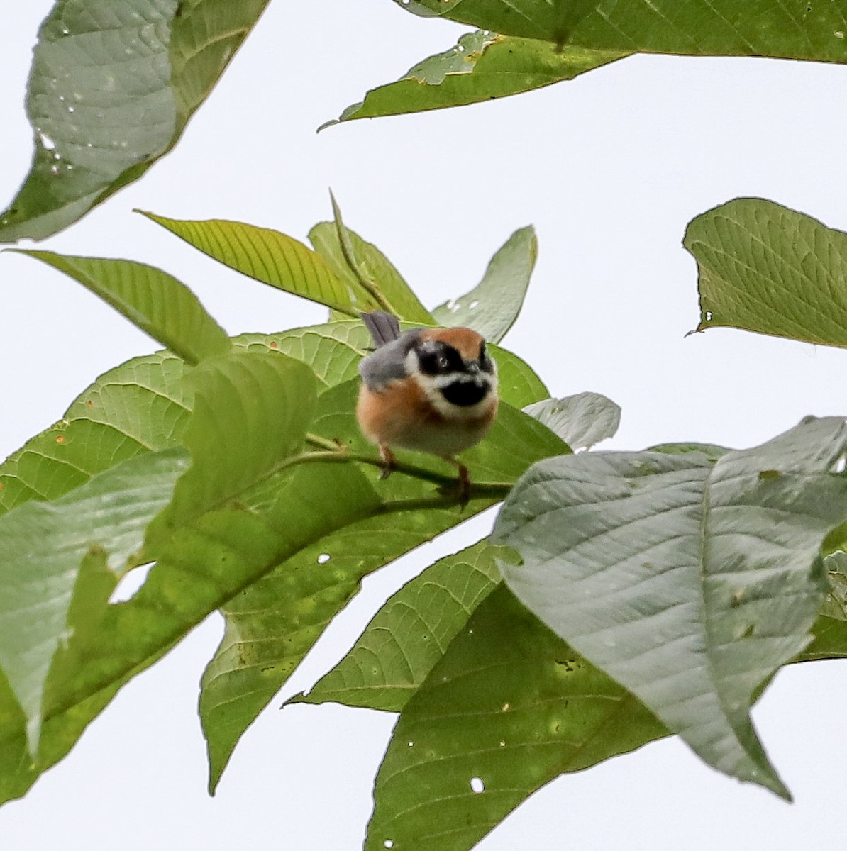 Kara Gerdanlı Uzunkuyruk - ML645831290