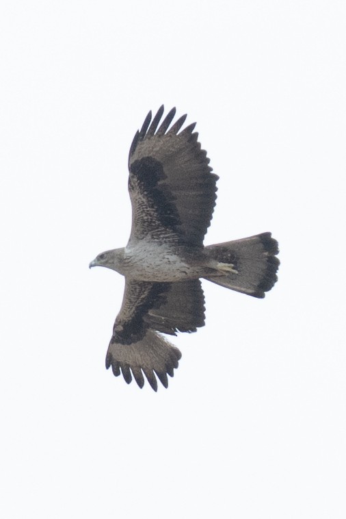 Tavşancıl - ML645831291