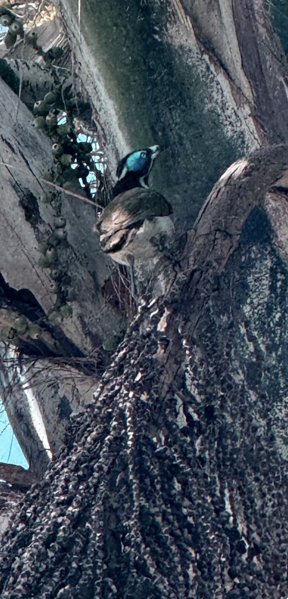 Mavi Yüzlü Balkuşu - ML645831292