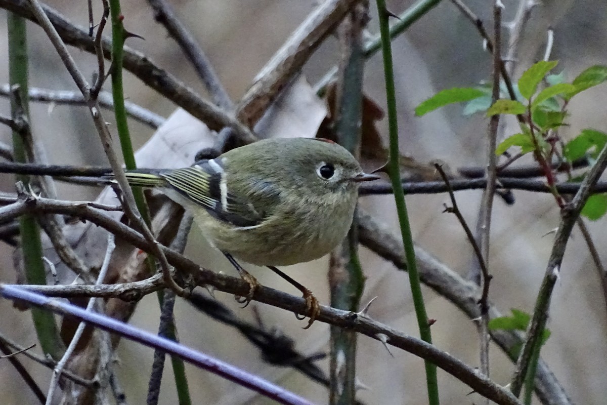Gözlüklü Çalıkuşu - ML645831293