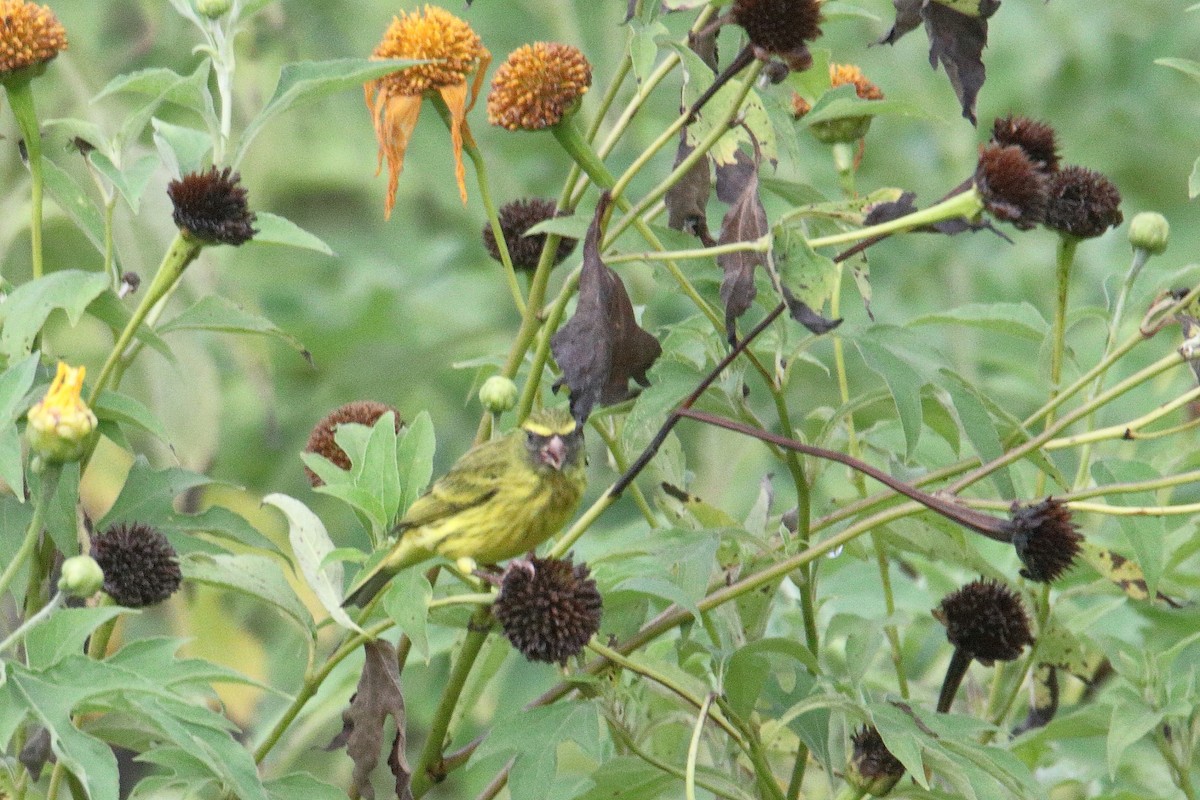 Köy Çivitkuşu - ML645831294