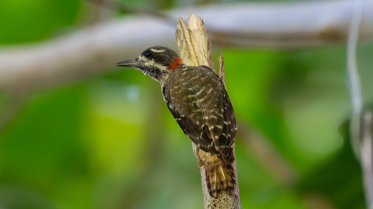 Selebes Ağaçkakanı - ML645831295