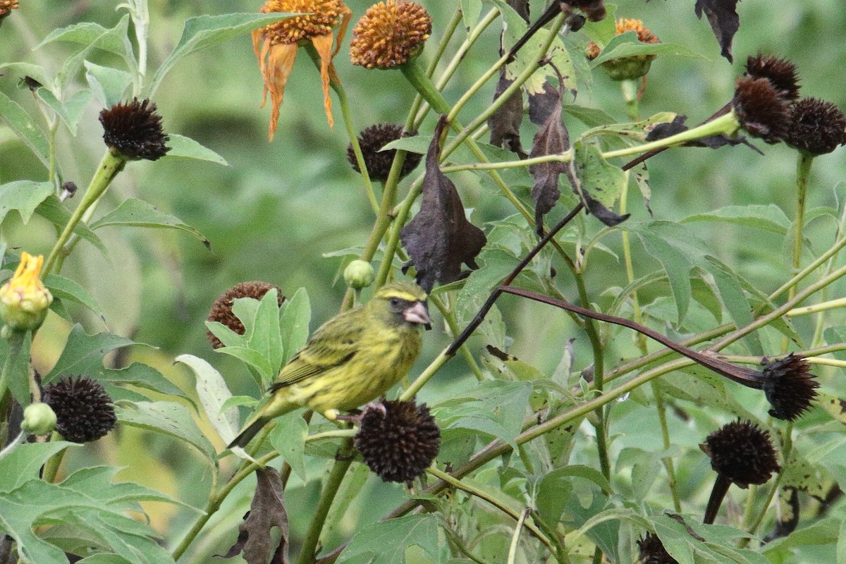 Yeşilce İskete - ML645831296