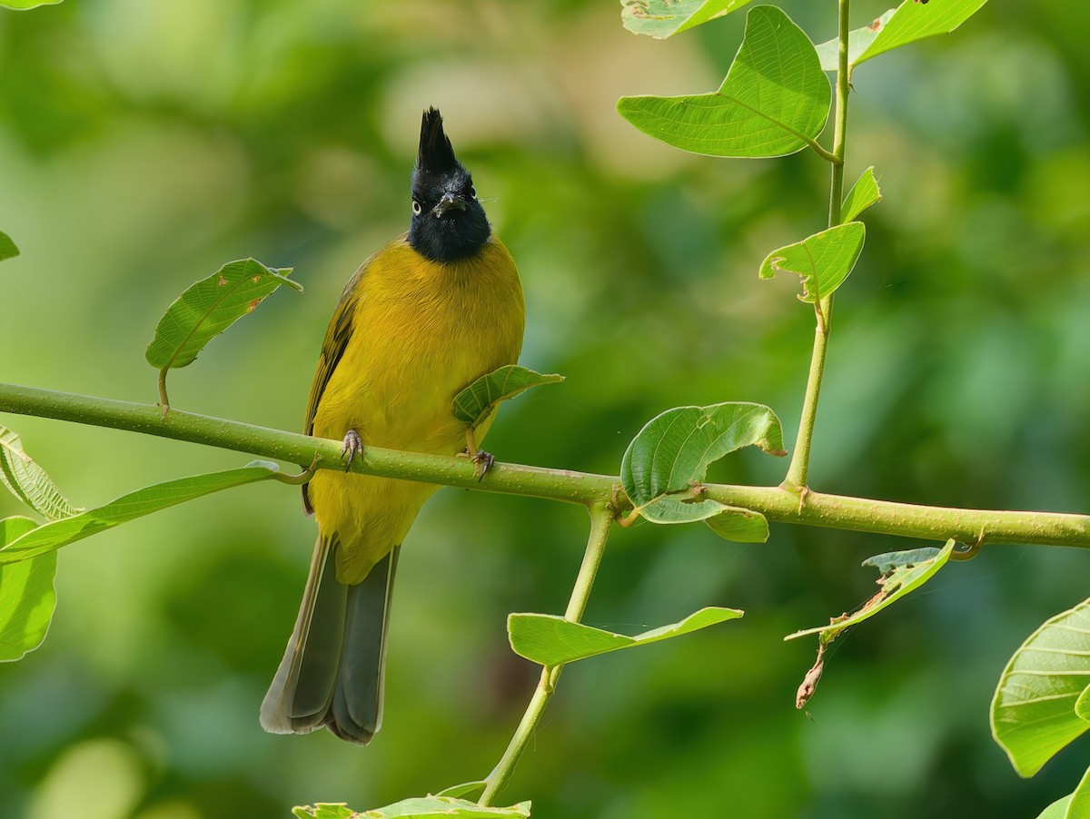 Kara Tepeli Arapbülbülü - ML645831297