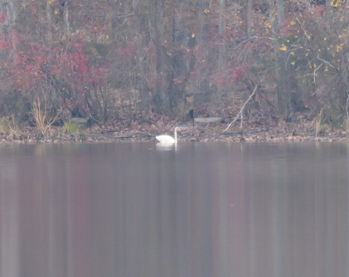 Küçük Kuğu - ML645831298