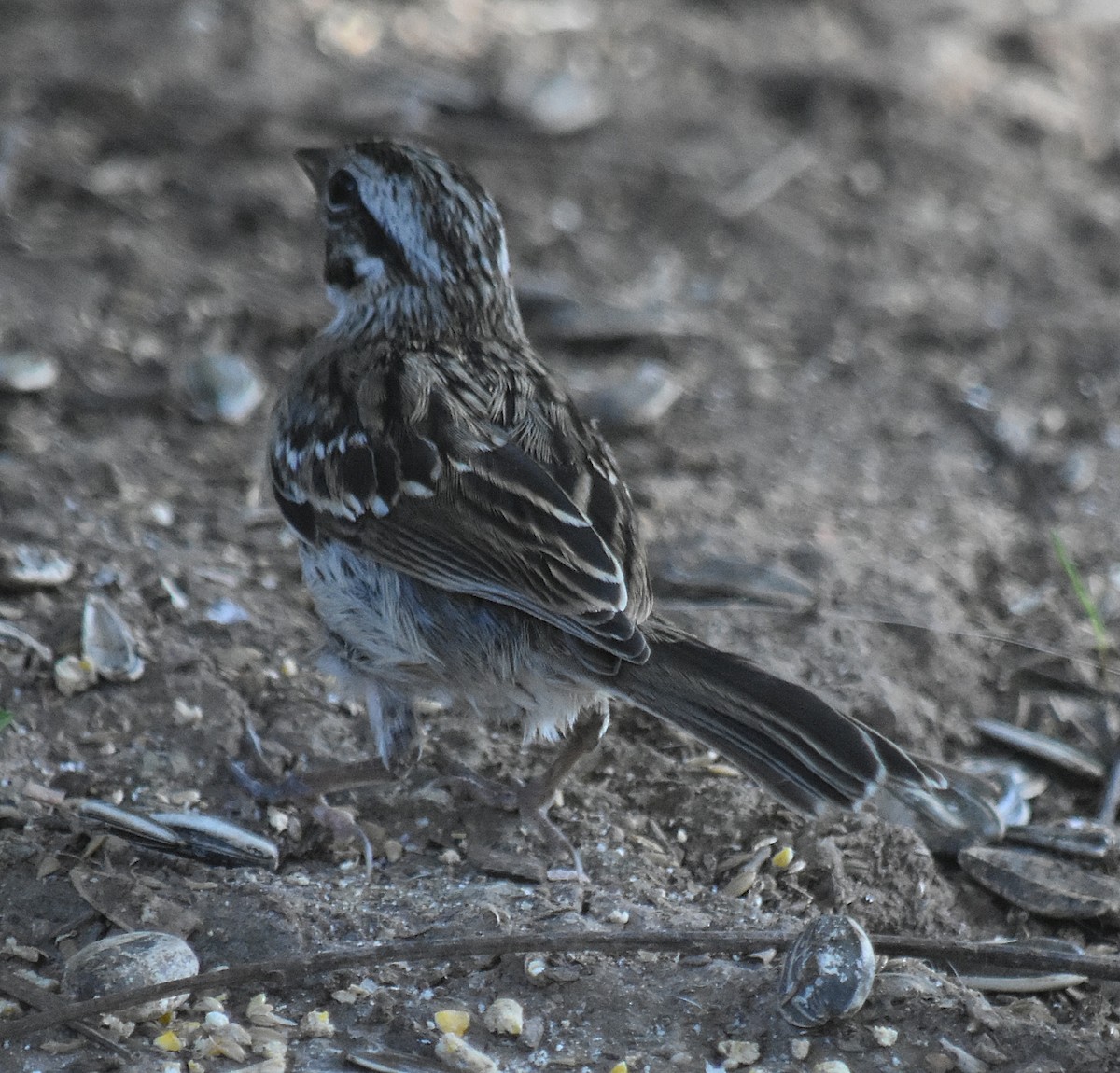 Kızıl Enseli Serçe - ML645831299