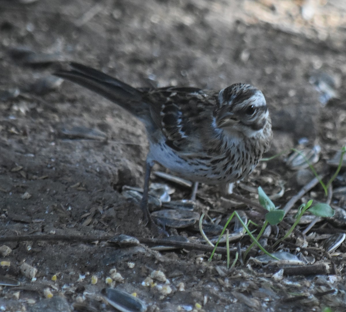Kızıl Enseli Serçe - ML645831300