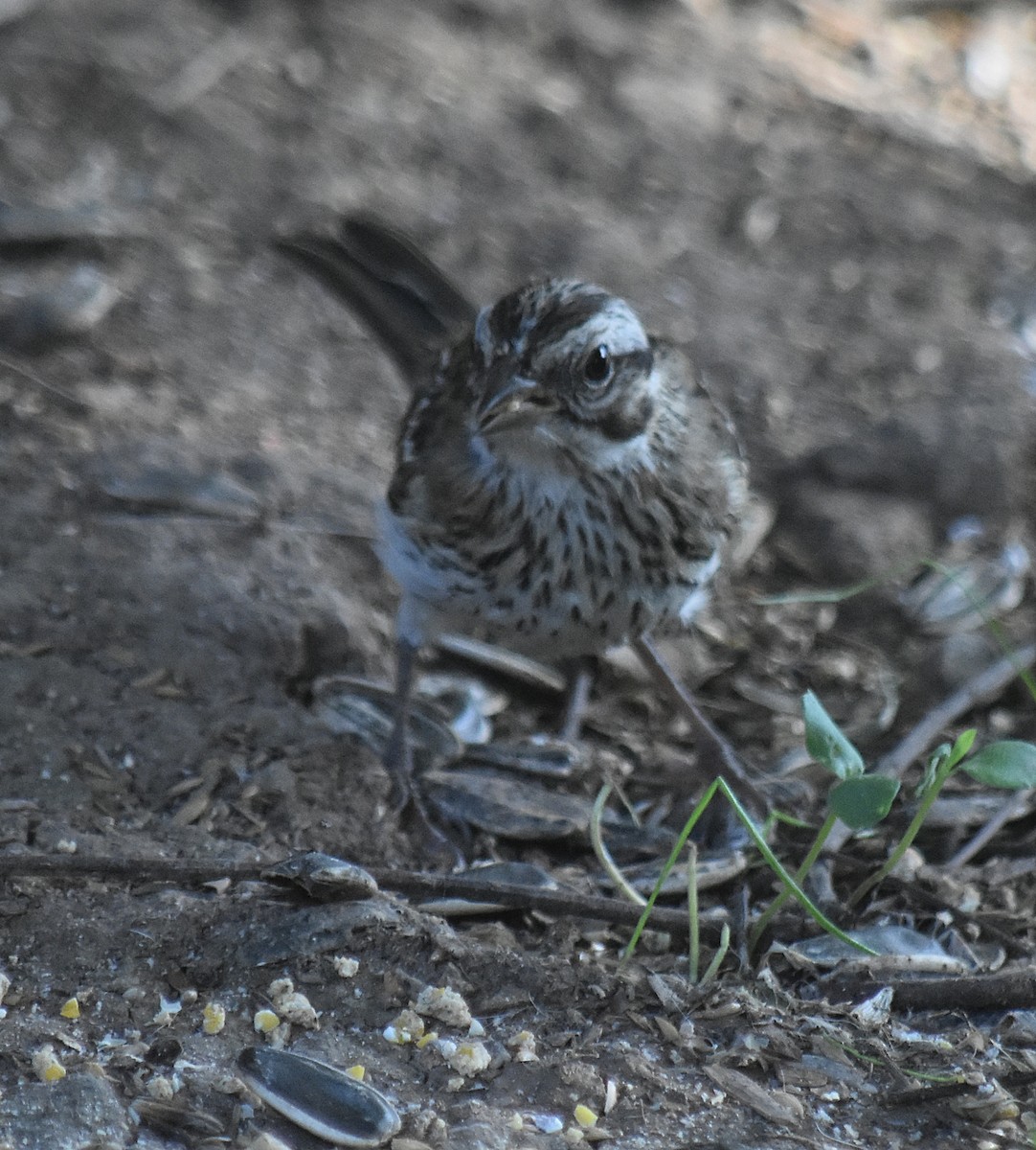 Kızıl Enseli Serçe - ML645831301