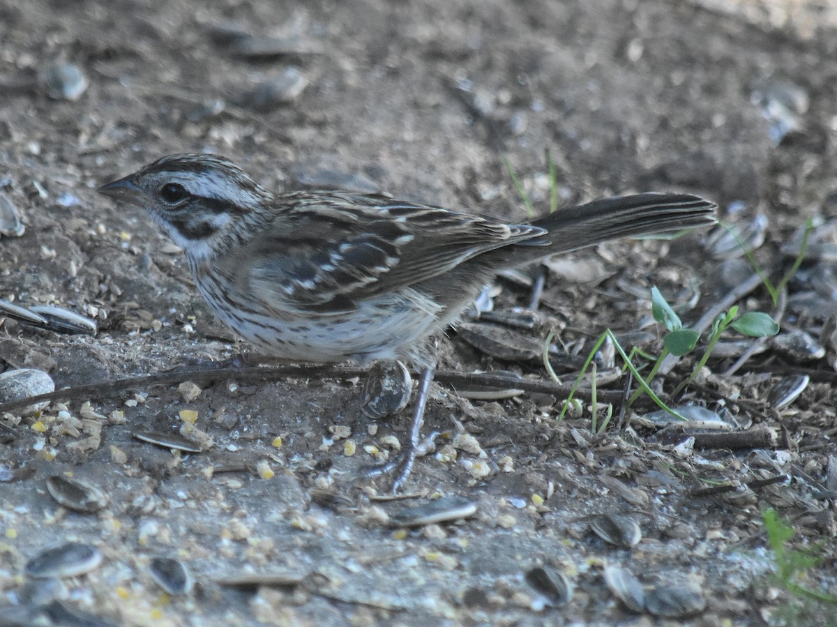 Kızıl Enseli Serçe - ML645831302