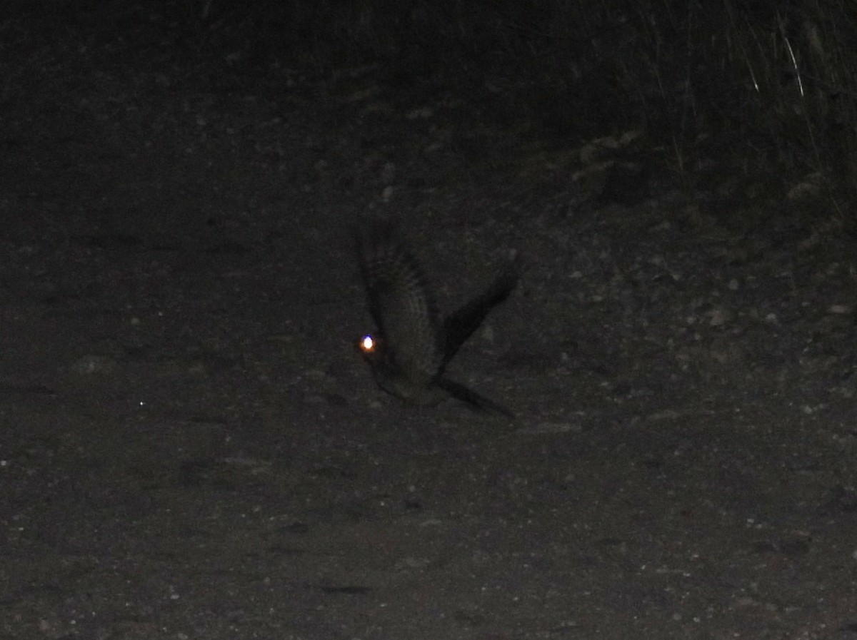 Scherenschwanz-Nachtschwalbe - ML645831303