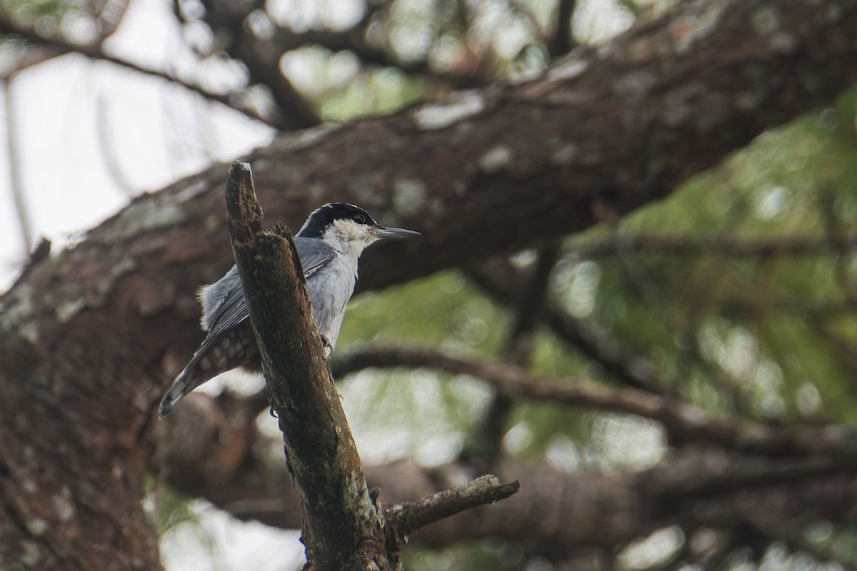 Riesenkleiber - ML645831304