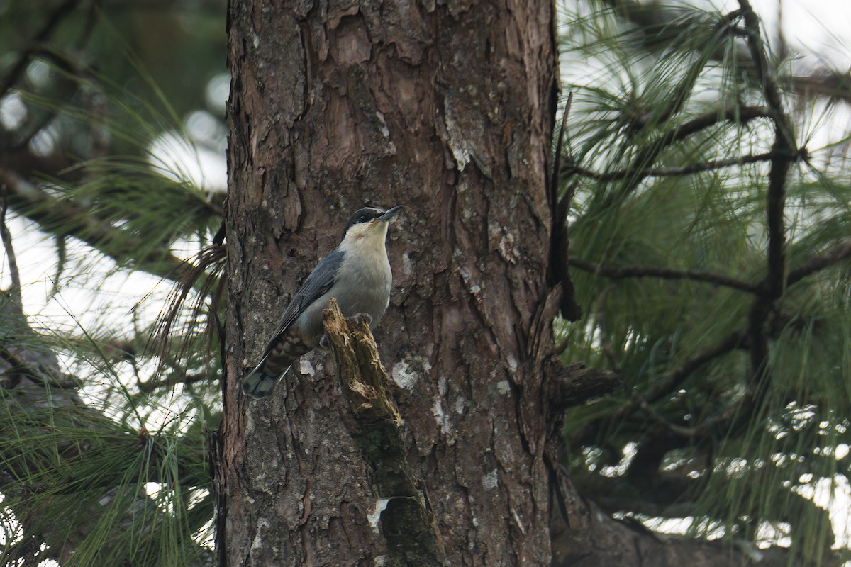 Riesenkleiber - ML645831305