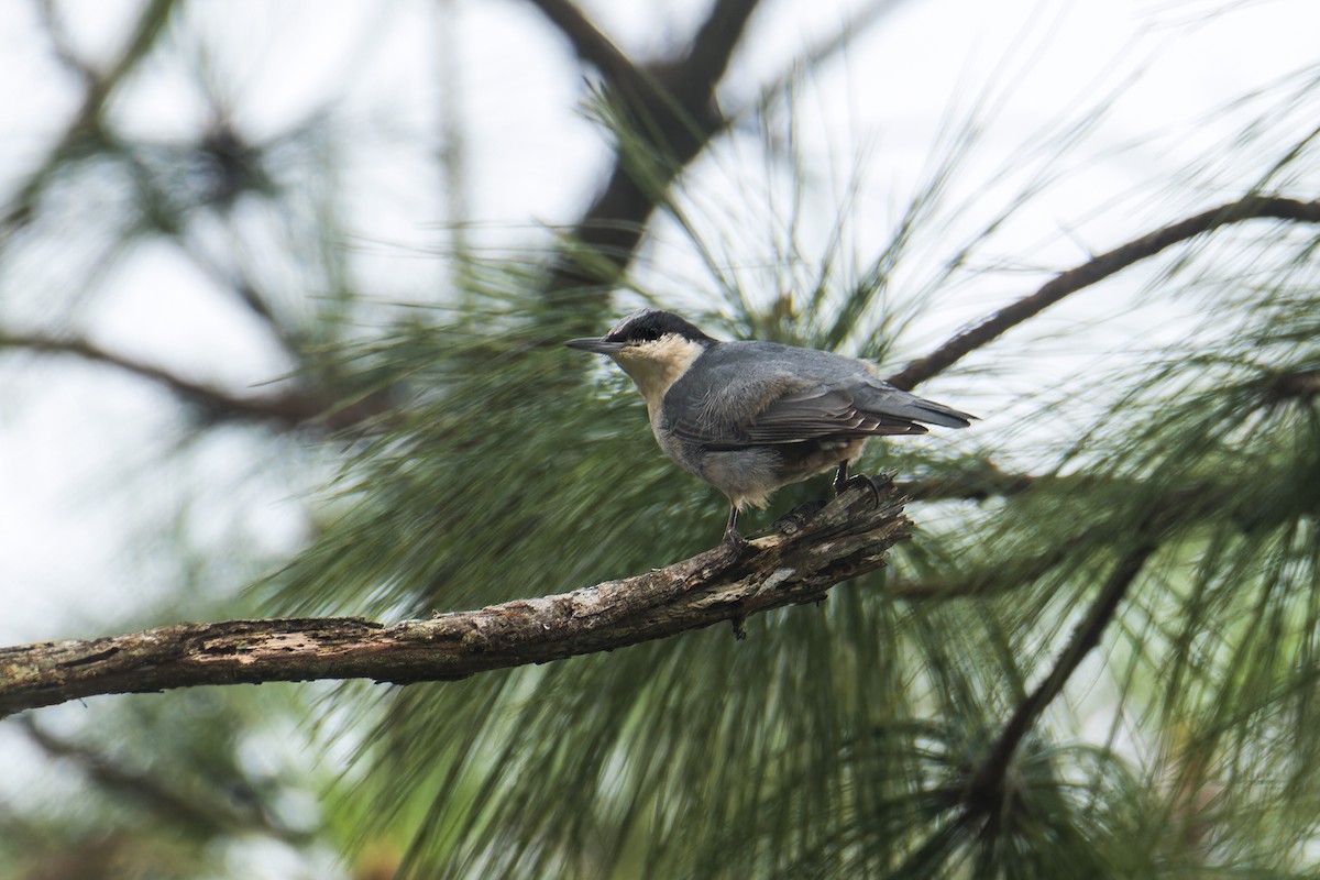 Riesenkleiber - ML645831306