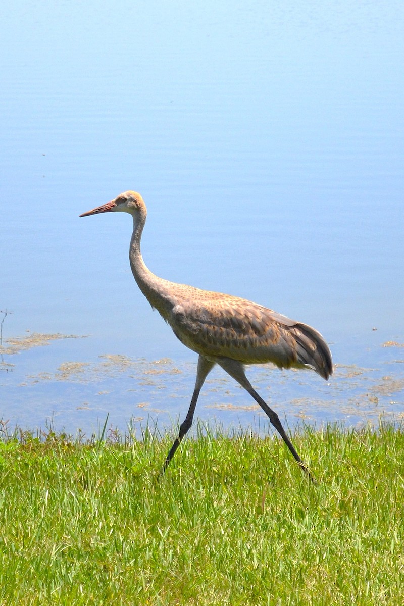 Kanadakranich - ML645831307