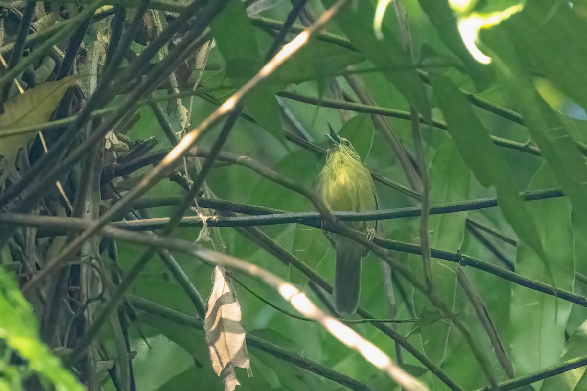 Strichelmeisentimalie - ML645831308