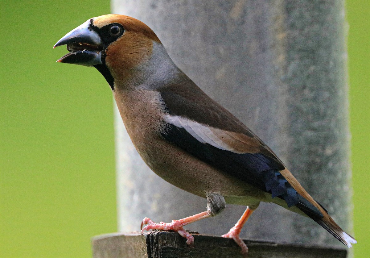 Kernbeißer - ML645831309