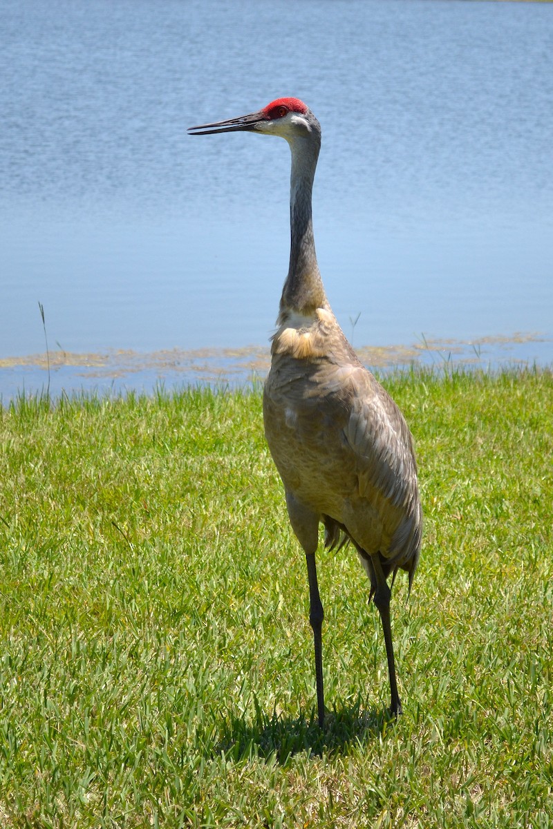 Kanadakranich - ML645831312