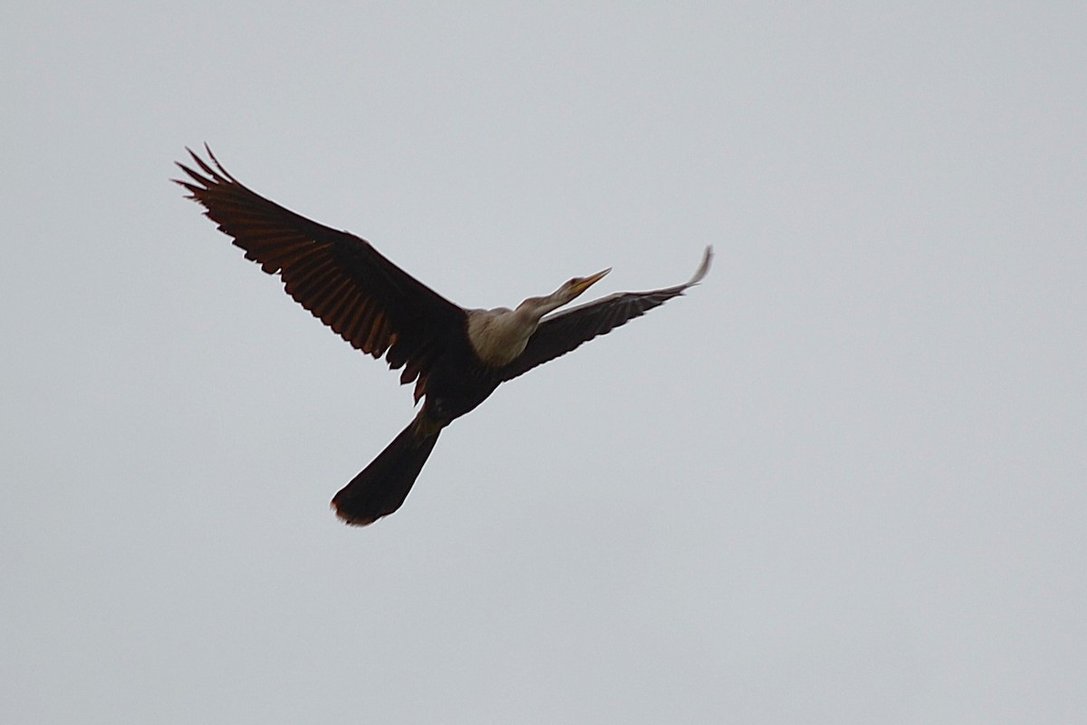 Amerika-Schlangenhalsvogel - ML645831314