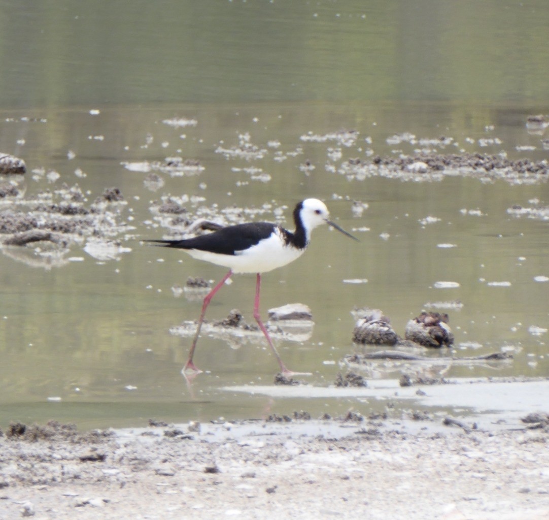 Weißgesicht-Stelzenläufer - ML645831315