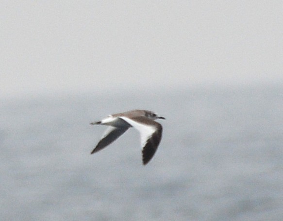 Schwalbenmöwe - ML645831316