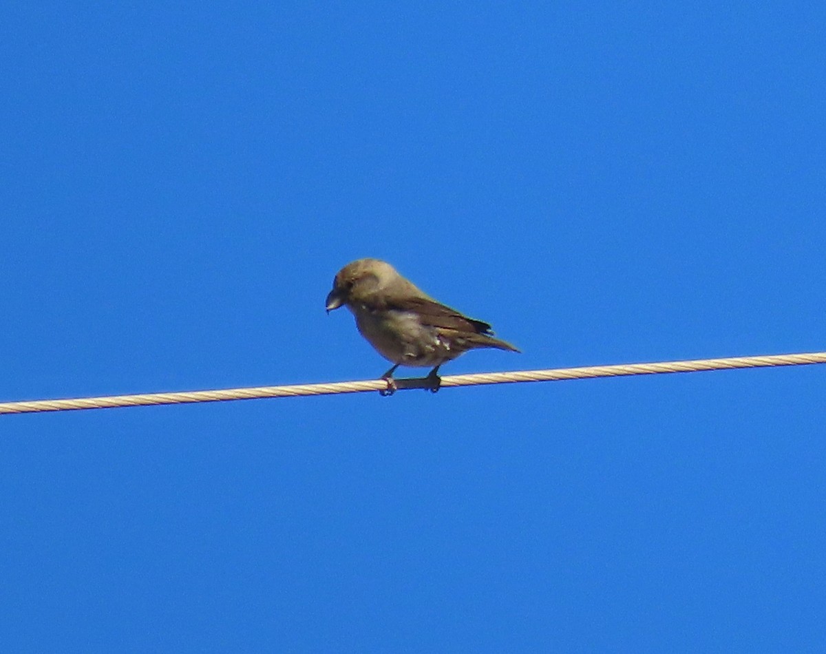 Fichtenkreuzschnabel - ML645831318