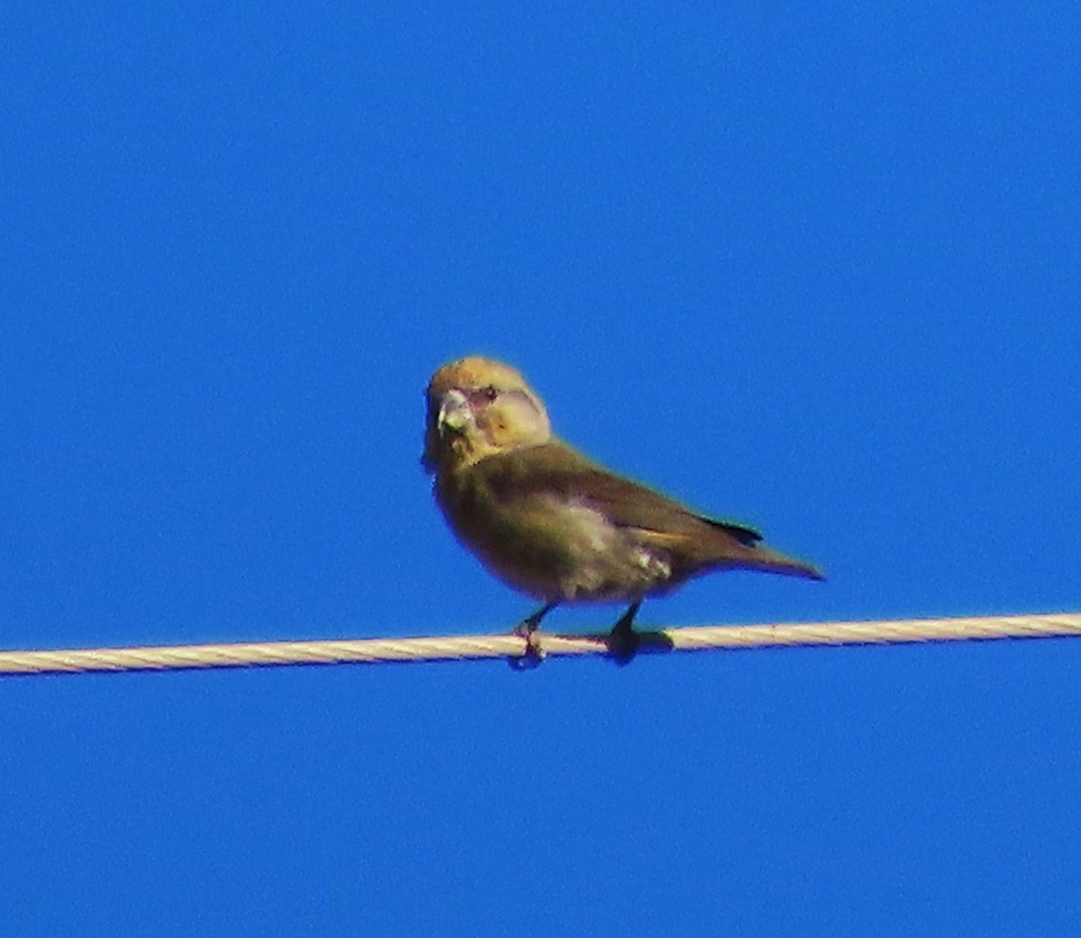 Fichtenkreuzschnabel - ML645831319