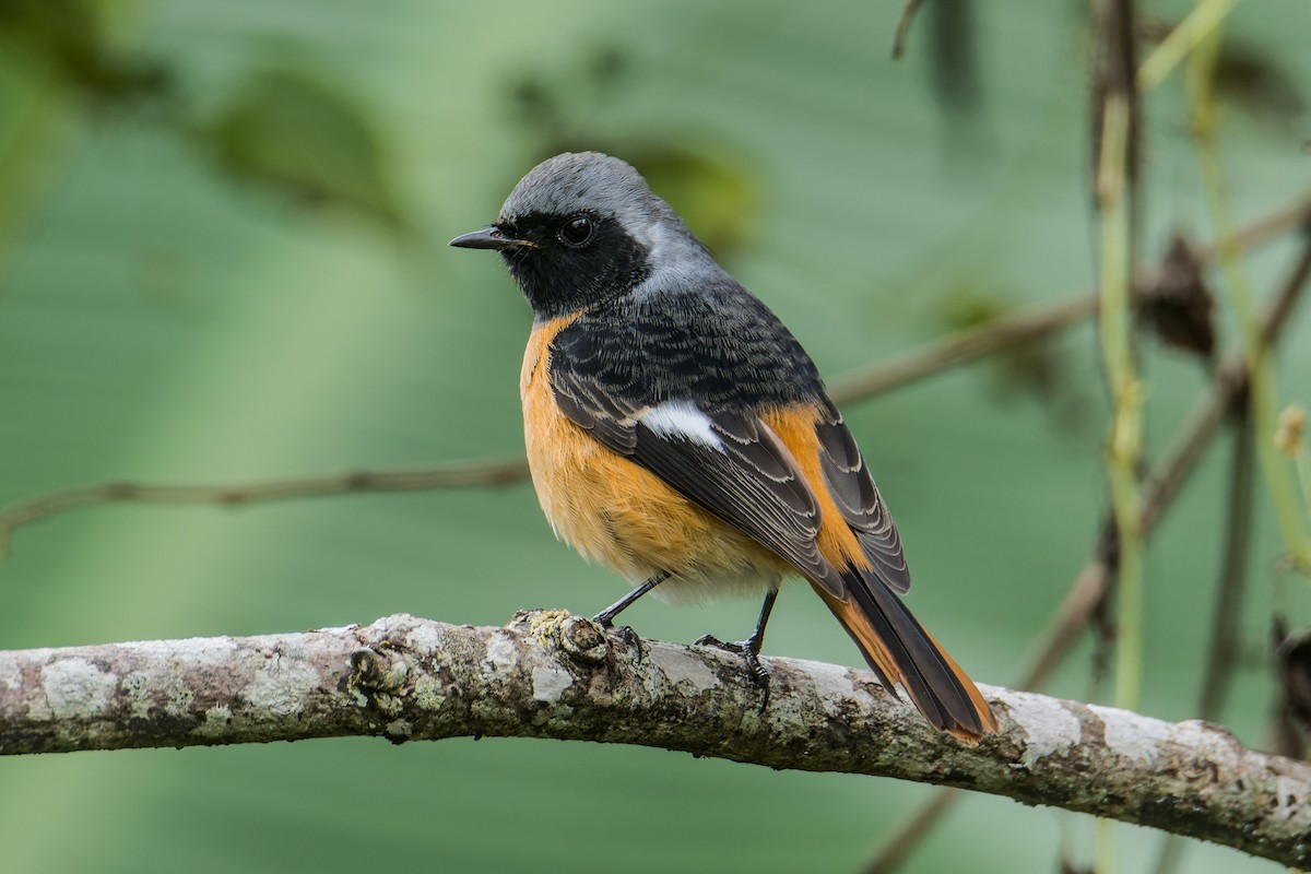 Spiegelrotschwanz - ML645831320