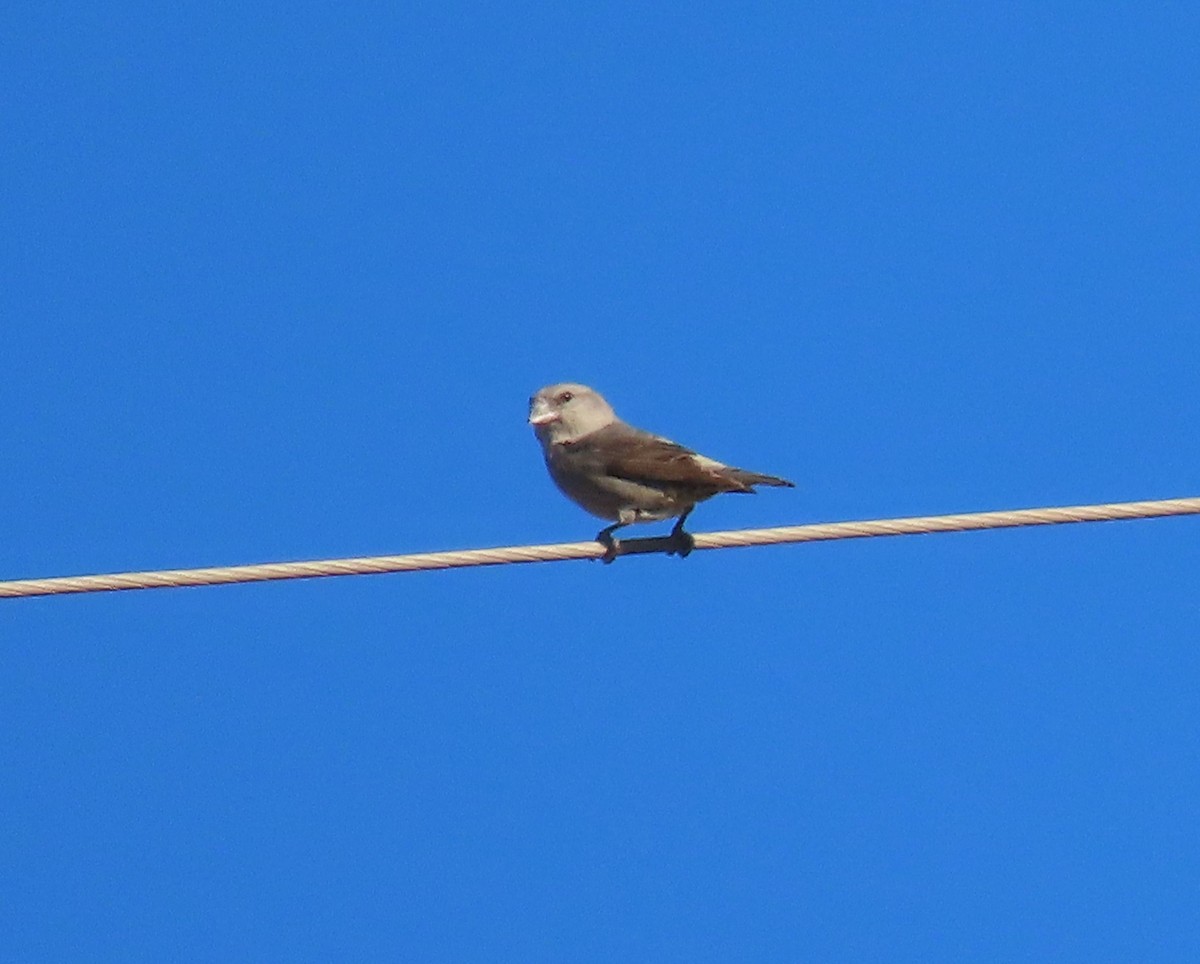 Fichtenkreuzschnabel - ML645831321