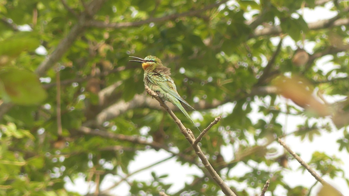 Blauwangenspint - ML645831322